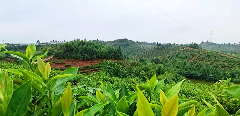 茶园基地